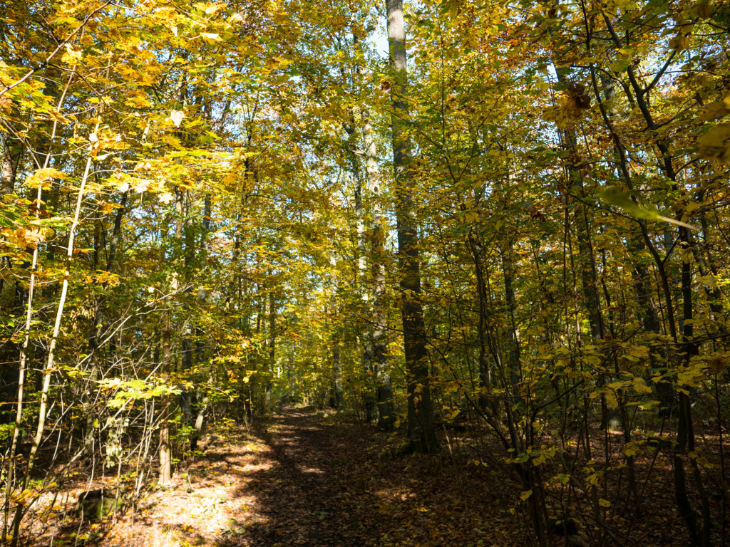 Blick in den von der Sonne erleuchteten Hangelwald; Siedlungswald in Hangelsberg